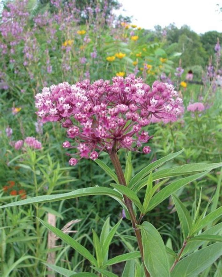 Are swamp milkweed perennials
