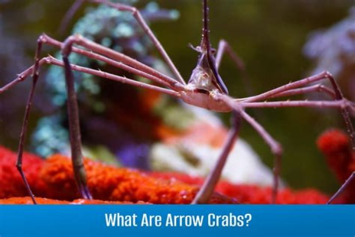 Can arrow crabs live together