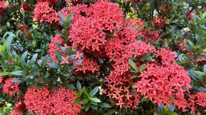 Can dwarf ixora grow in shade