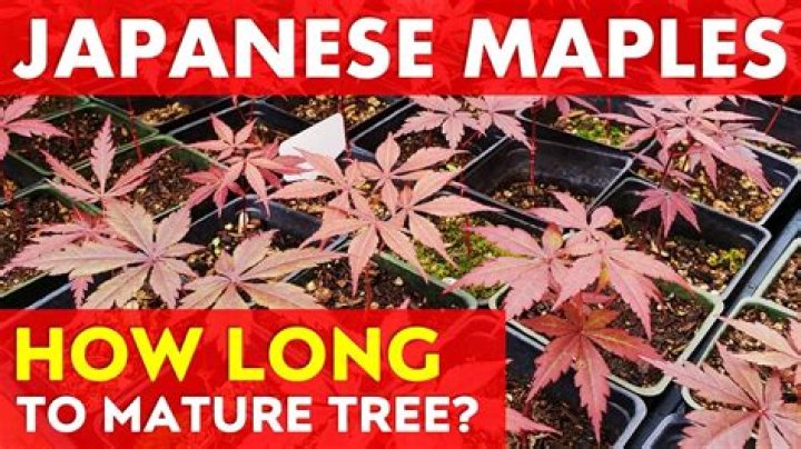 Does maple tree grow in Japan