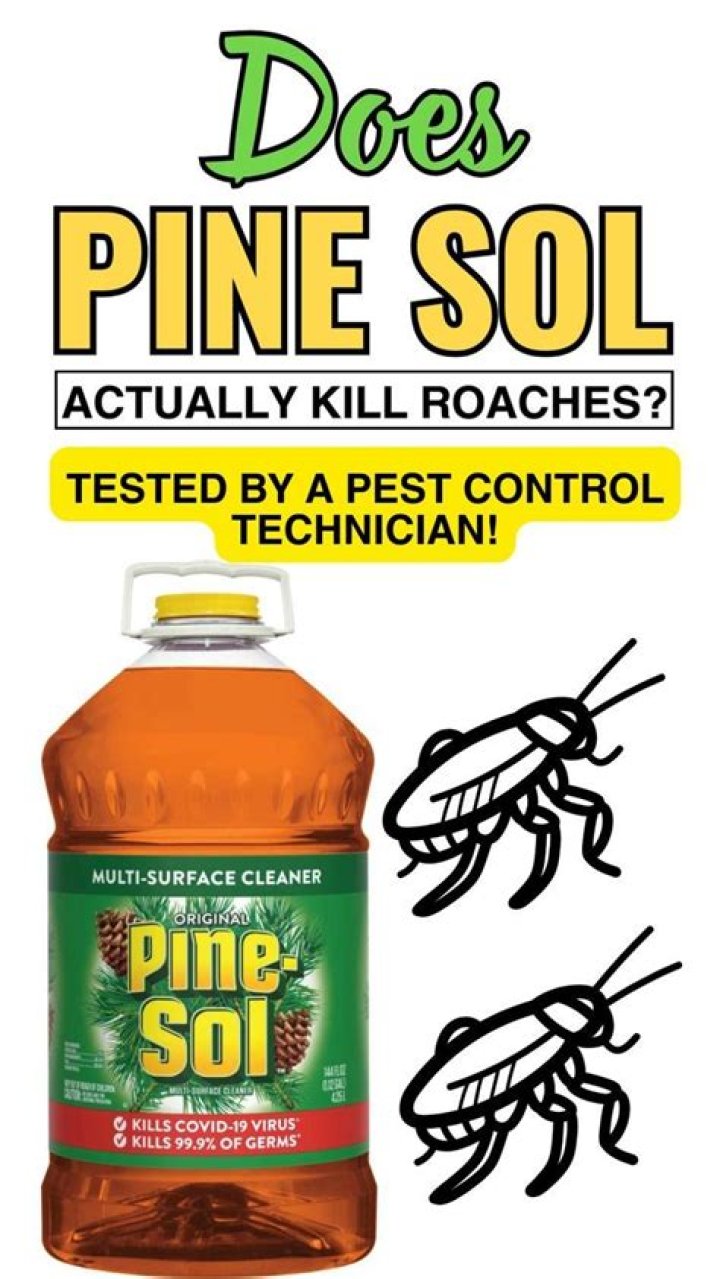 Does Pine Sol get rid of bugs