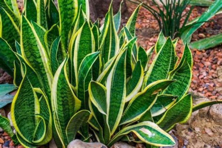 Does snake plant repel snakes