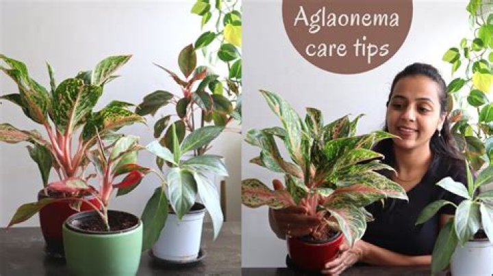 How big does a aglaonema grow