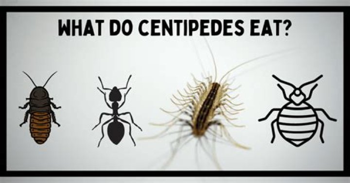 How do centipedes attack prey
