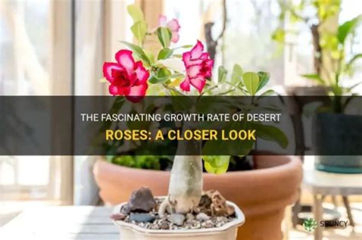 How fast do Desert Roses Grow