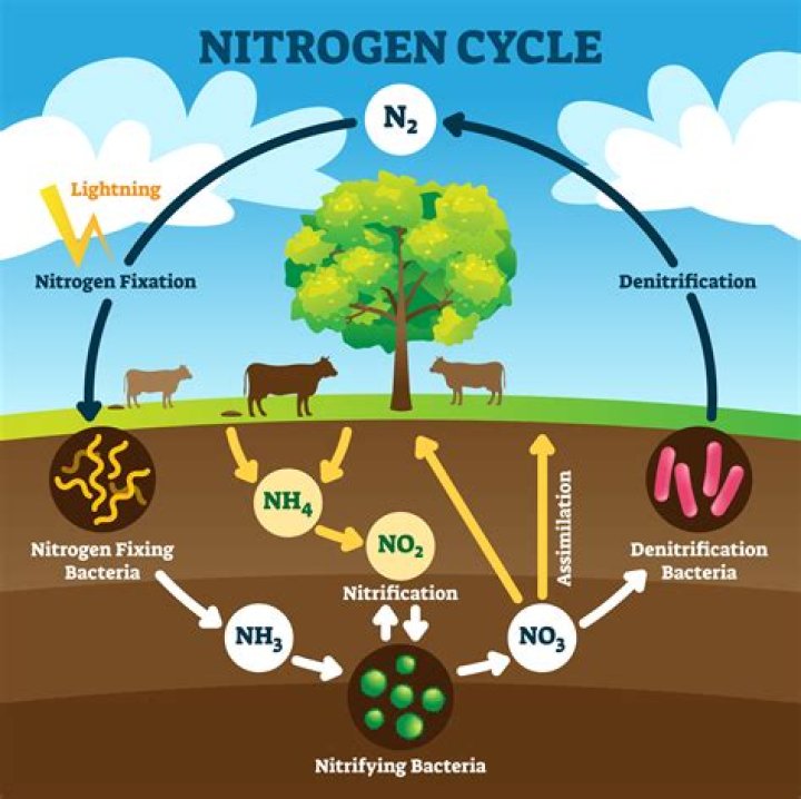 Is nitrogen abundant on Earth