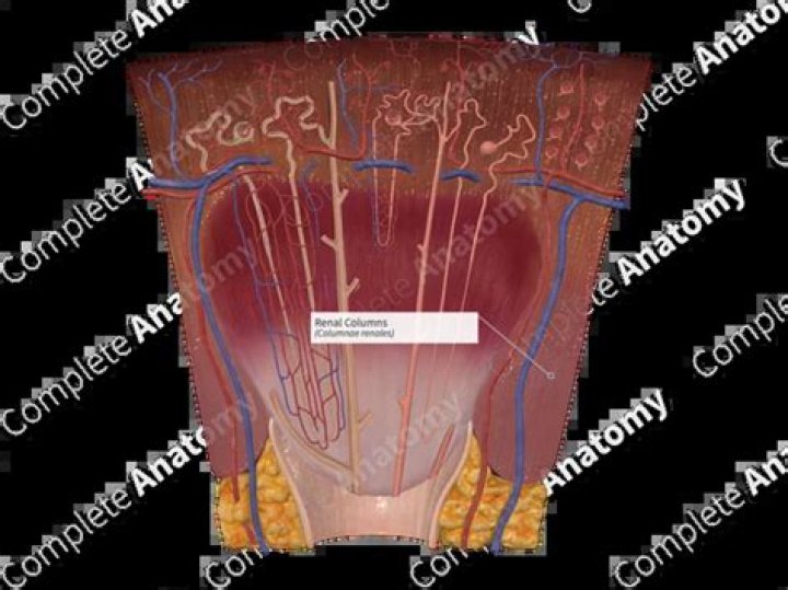 What do renal columns contain