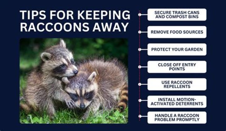 What foods keep raccoons away