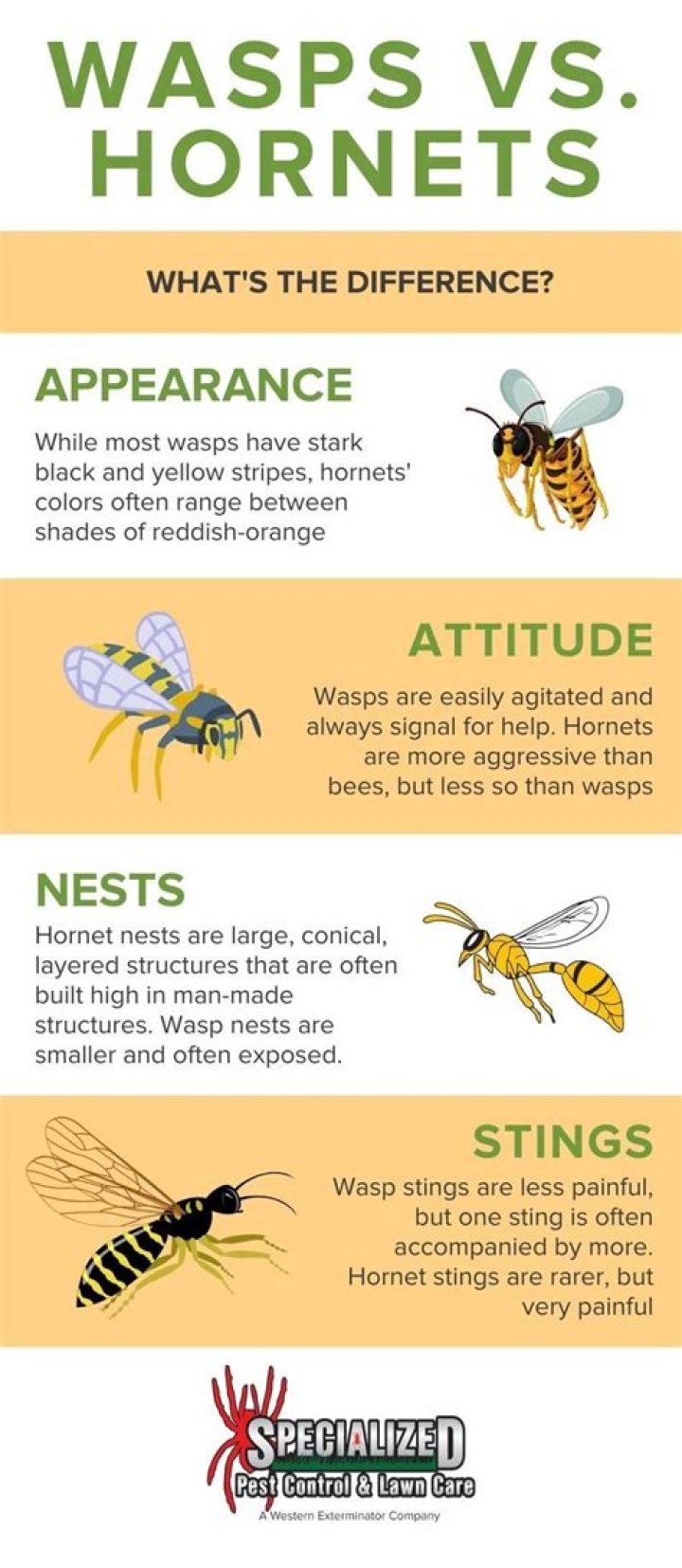 What is worse a wasp or a bee