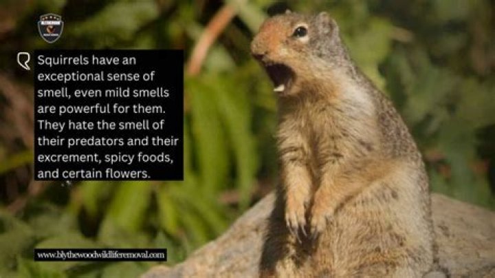What smells do squirrels hate
