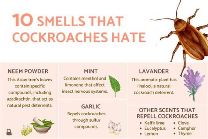 What smells keep roaches away