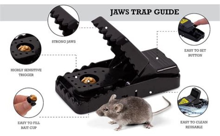 Whats the best trap for mice