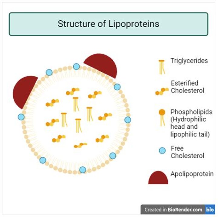 Where are lipoproteins formed